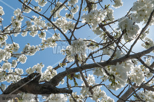 Trees Blossoms 212017-304-229