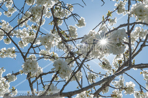 Trees Blossoms 212017-306-231