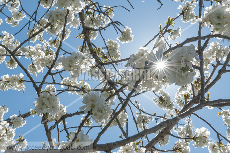 Trees Blossoms 212017-306-231
