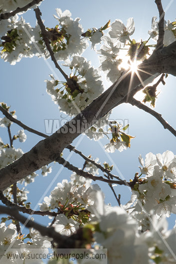 Trees Blossoms 212017-311-237