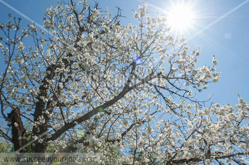 Trees Blossoms 212017-312-238