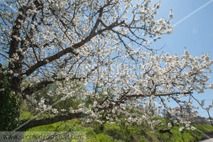 Trees Blossoms 212017-313-239