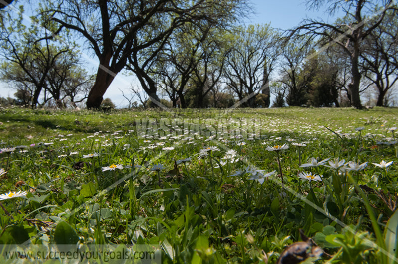 grass and leaves 212017-314-240