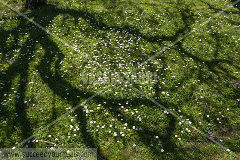 grass and leaves 212017-315-241