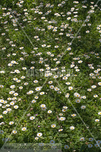 Daisies field 212017-316-242