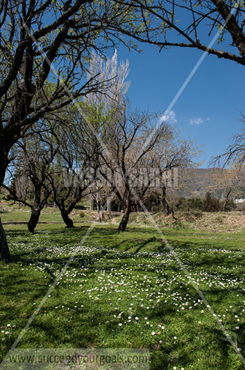 Daisies field and trees 212017-317-243