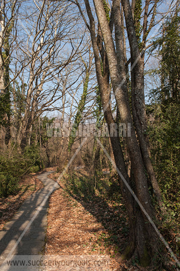 Brown leaves on the ground Autumn forest 212017-33-257