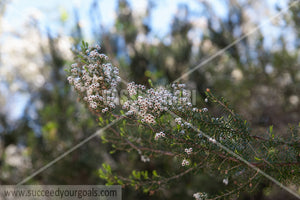little flowers on branch 212017-337-265