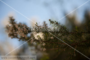 little flowers on branch 212017-338-266