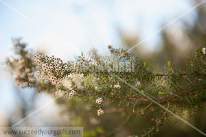 little flowers on branch 212017-339-267