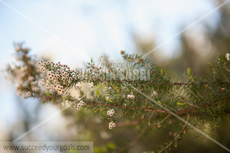 little flowers on branch 212017-339-267