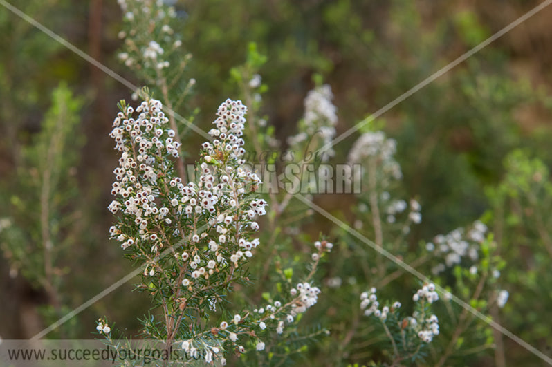 little flowers on branch 212017-340-269