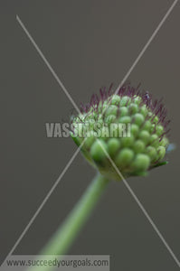 green flower 212017-364-295