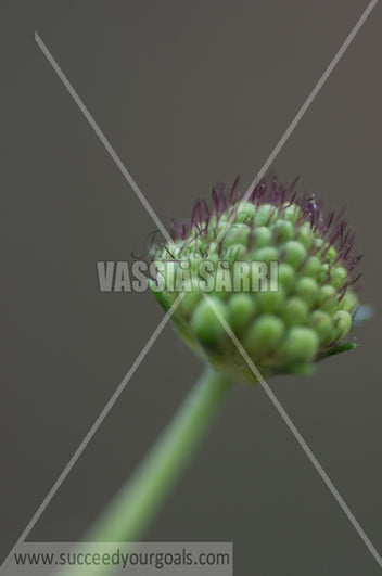 green flower 212017-364-295