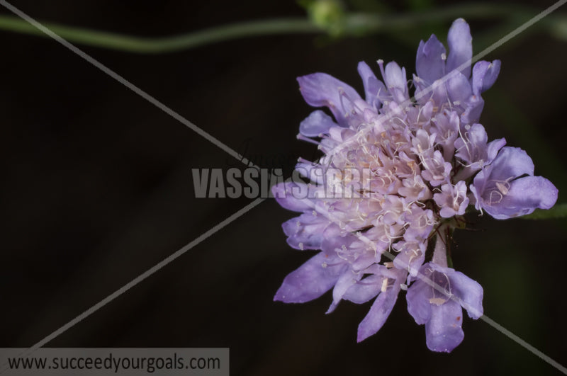 purple pale gharlic flower 212017-372-304