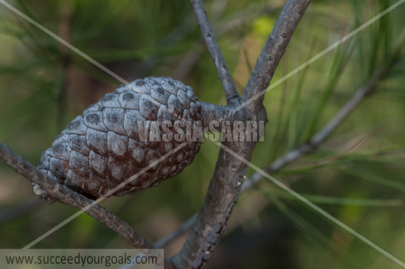 pine - fir cone 212017-380-977