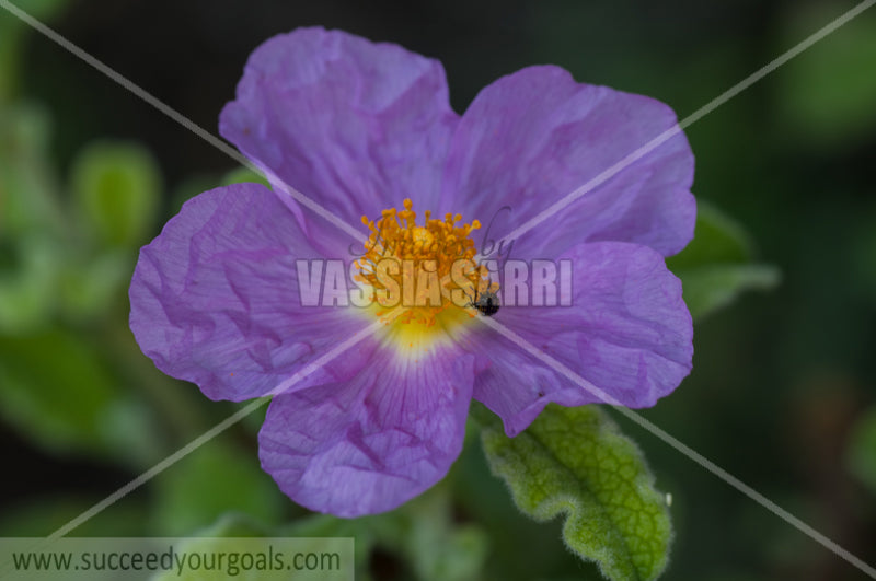 purple small flower 212017-381-314