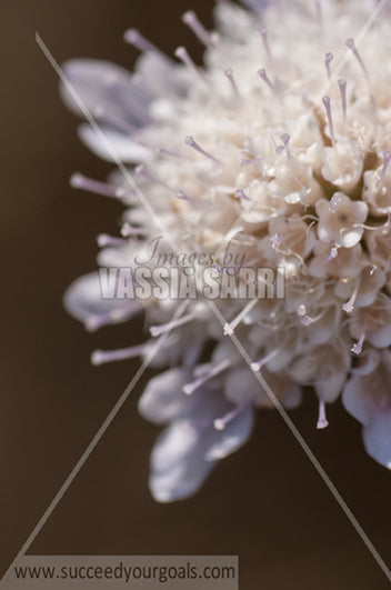 white gharlic flower closeup 212017-385-318