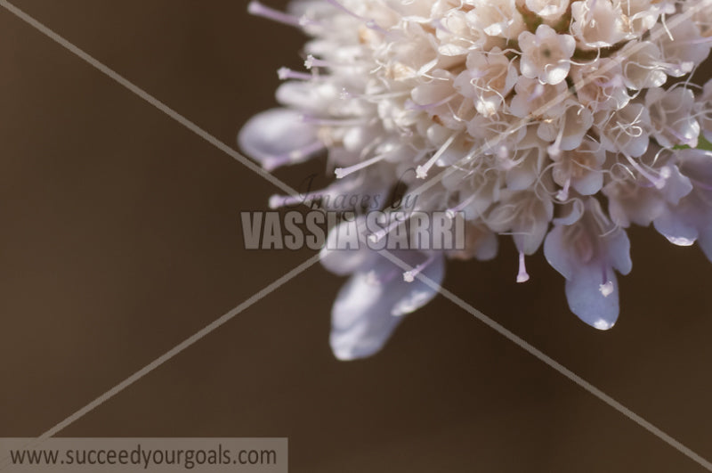 white gharlic flower closeup 212017-386-319