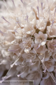 white gharlic flower closeup 212017-387-320