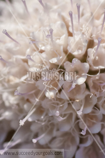 white gharlic flower closeup 212017-387-320