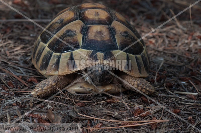 turtle - 212017-389-984