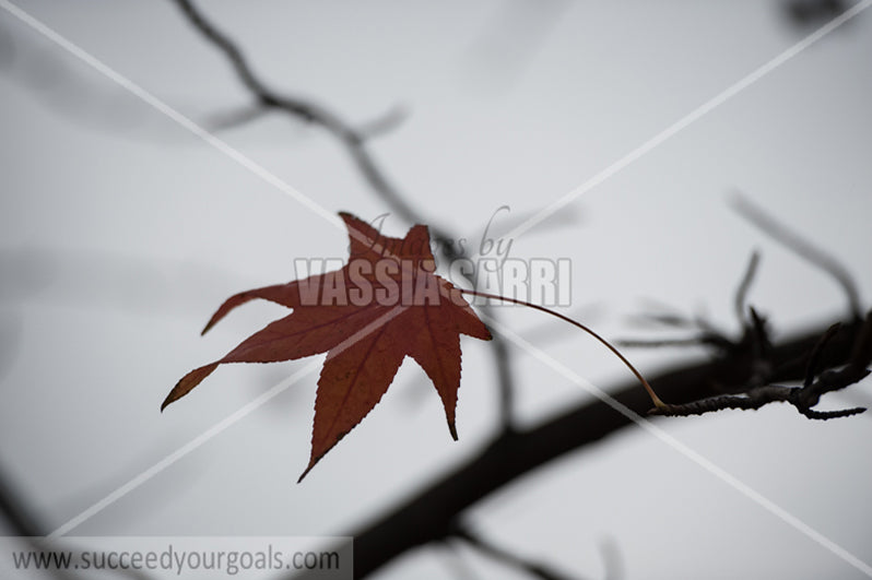 rainy sky and leaves 212017-429-367