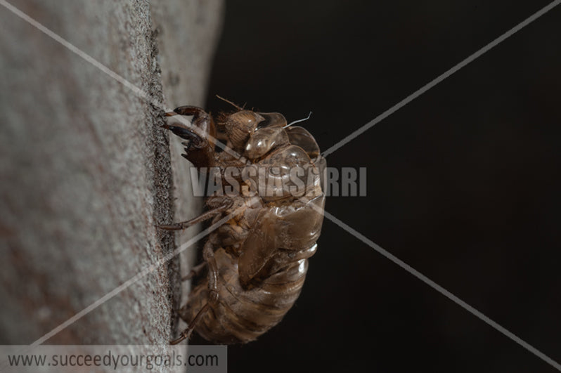 cicada 212017-504-451