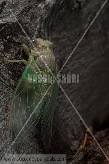 cicada 212017-530-480