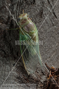cicada 212017-534-484