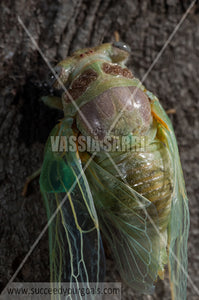 cicada 212017-536-486