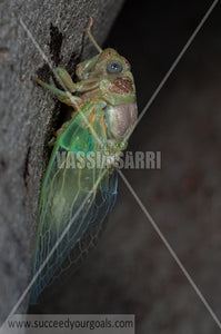 cicada 212017-539-489