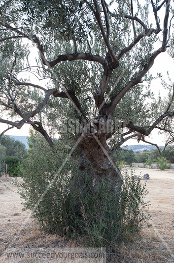 Olive Trees 212017-560-513