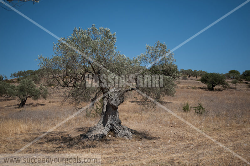 Olive Trees 212017-574-528