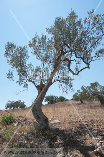 Olive Trees 212017-575-529