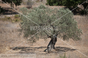 Olive Trees 212017-576-530