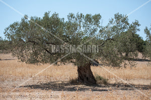 Olive Trees 212017-580-535