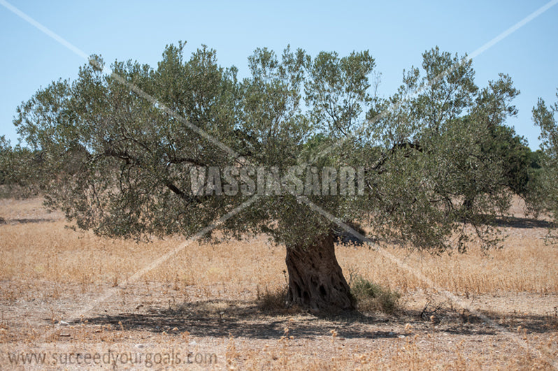 Olive Trees 212017-580-535