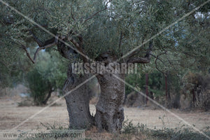 Olive Trees 212017-584-539