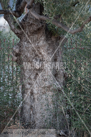 Olive Trees 212017-585-1496