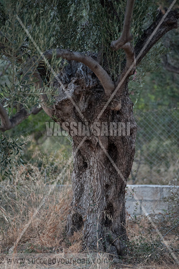 Olive Trees 212017-586-541