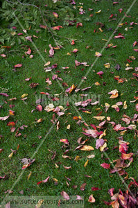 Green Grass autumn leaves 212017-603-561