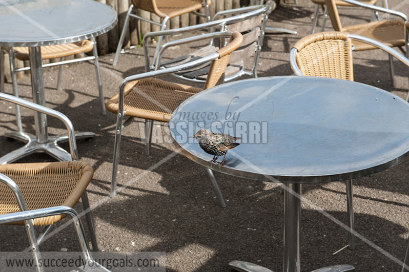 sparrows 212017-605-563