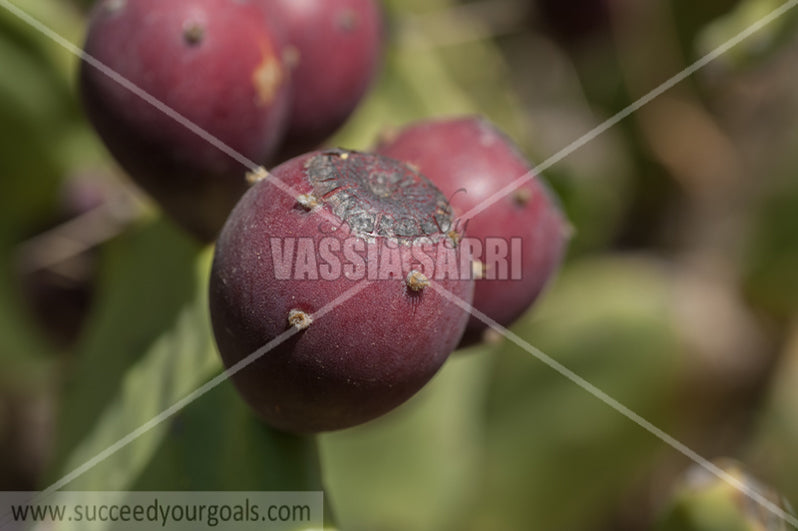 prickly pear fruit 212017-66-623