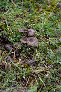 mushrooms 212017-670-635