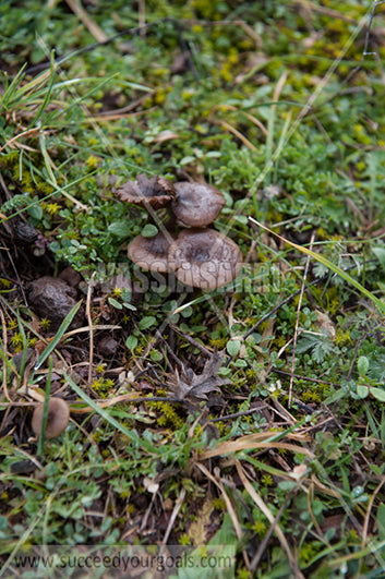 mushrooms 212017-670-635