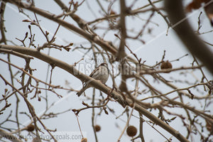 sparrows 212017-689-655