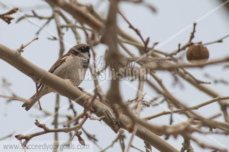 sparrows 212017-691-658