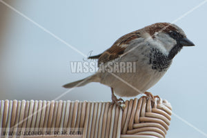sparrows 212017-693-660
