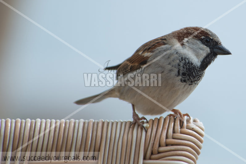 sparrows 212017-693-660